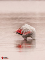 On the first morning of a trip around Namibia, I woke up to a miserable day. Walking down to the beach I spotted this flamingo and it captured how I felt, wanting to stick my head back under the covers.