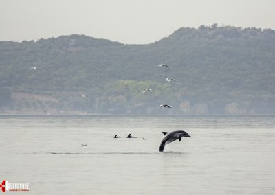 Dolphin jumping out of the water in the Gulf of Arta